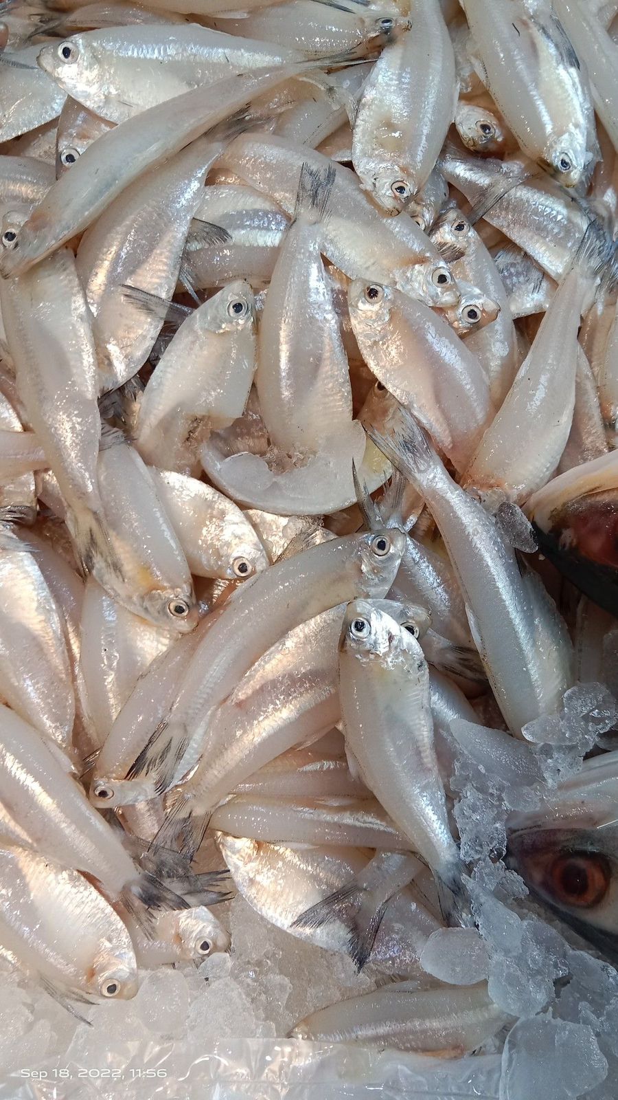 Motka (White Anchovy)